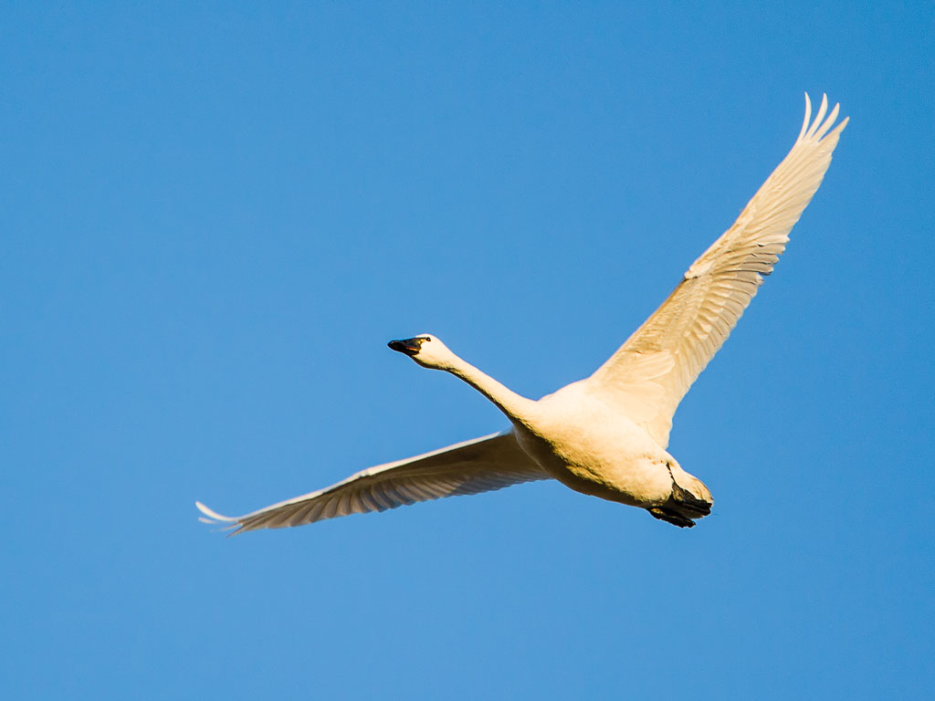 Tundra Swan (Cygnus columbianus)