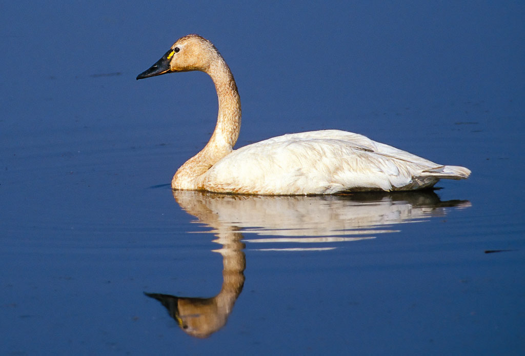 Tundra Swan (Cygnus columbianus)