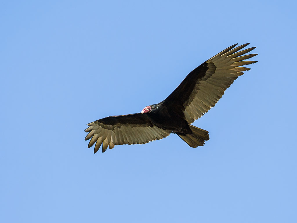 Turkey Vulture (Cathartes aura)