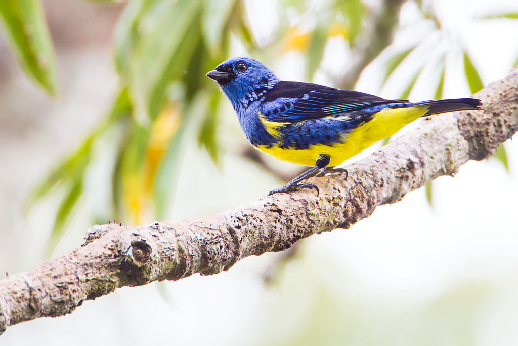 Turquoise Tanager (Tangara mexicana)