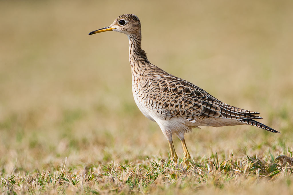 Upland Sandpiper (Bartramia longicauda)