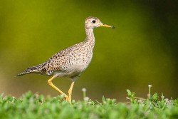 Upland Sandpiper (Bartramia longicauda)