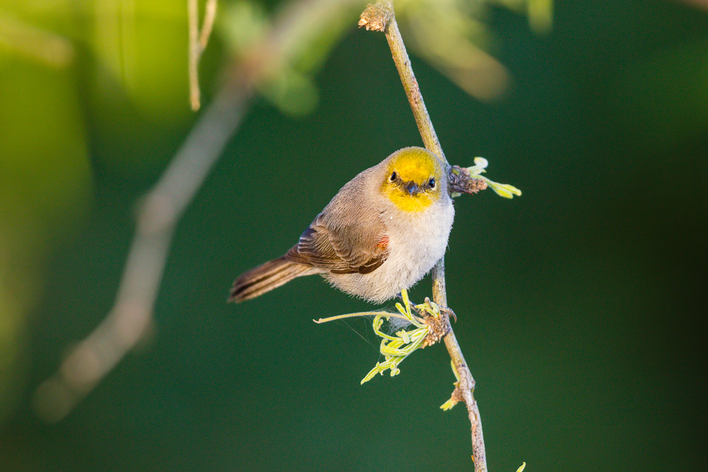 Verdin (Auriparus flaviceps)