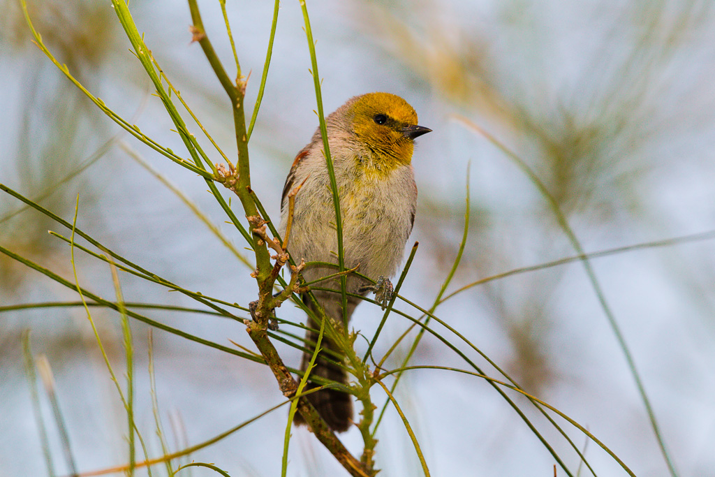 Verdin (Auriparus flaviceps)