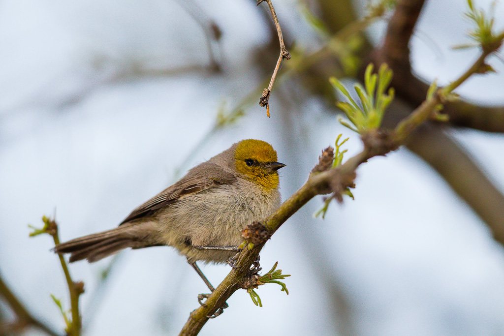 Verdin (Auriparus flaviceps)