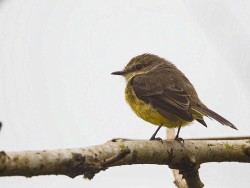 (Galapagos) Vermilion Flycatcher (Pyrocephalus rubinus nanus)