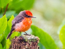 (Galapagos) Vermilion Flycatcher (Pyrocephalus rubinus nanus)