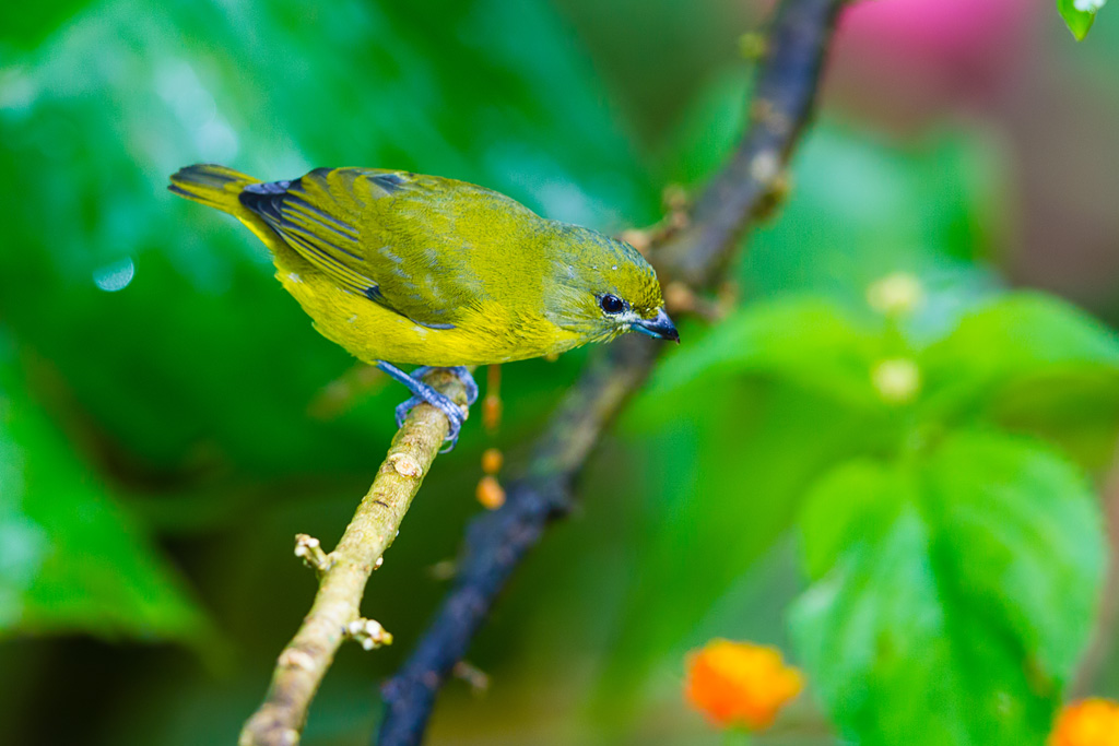 Violaceous Euphonia (Euphonia violacea)