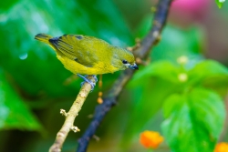 Violaceous Euphonia (Euphonia violacea)