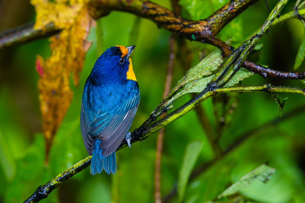 Violaceous Euphonia (Euphonia violacea)