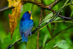 Violaceous Euphonia (Euphonia violacea)