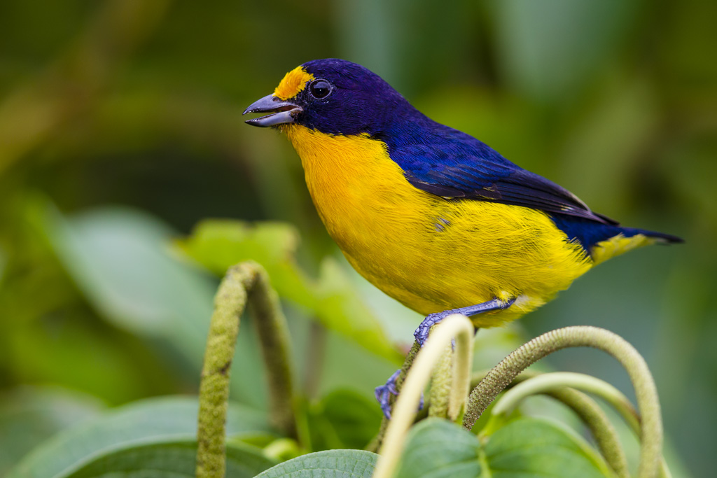 Violaceous Euphonia (Euphonia violacea)