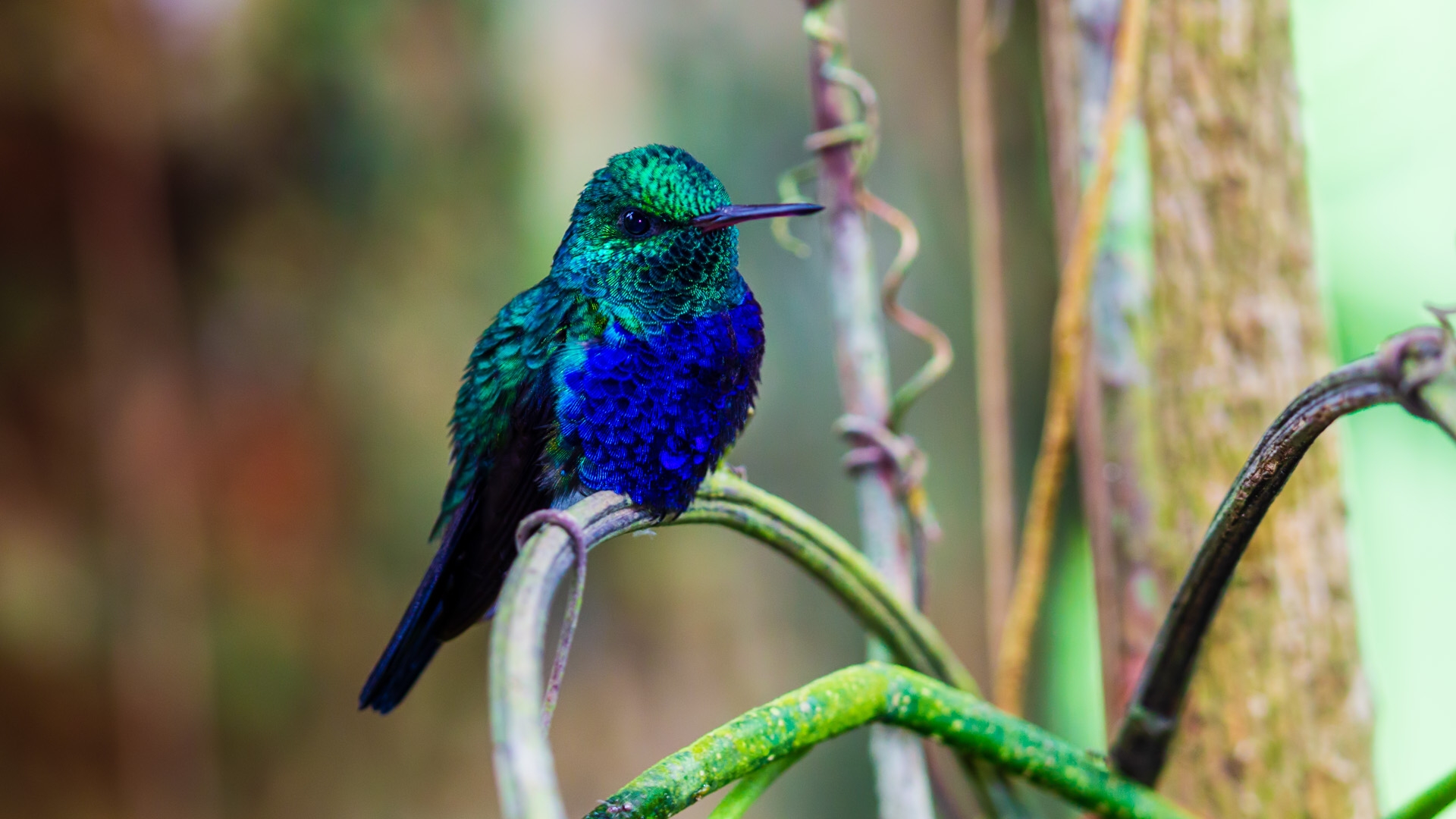 Violet-bellied Hummingbird (Damophila julie)