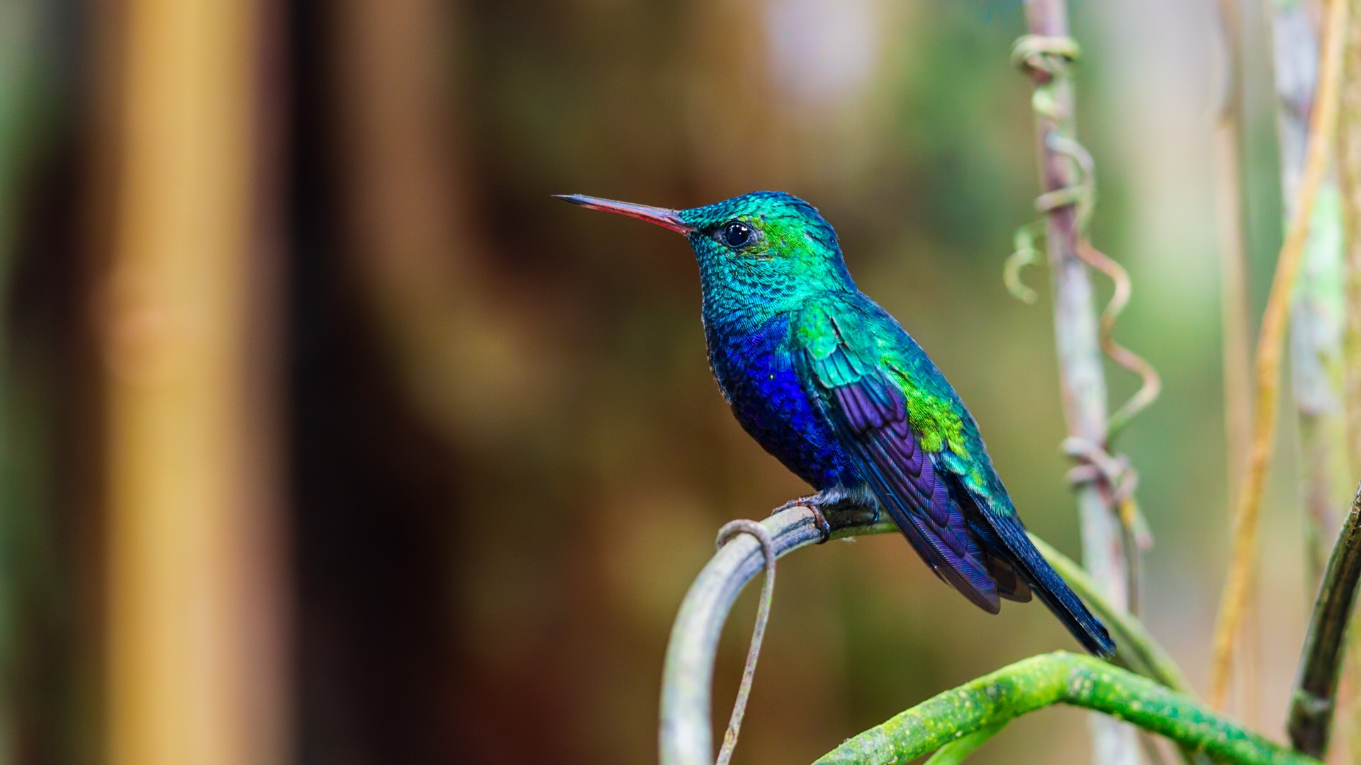 Violet-bellied Hummingbird (Damophila julie)