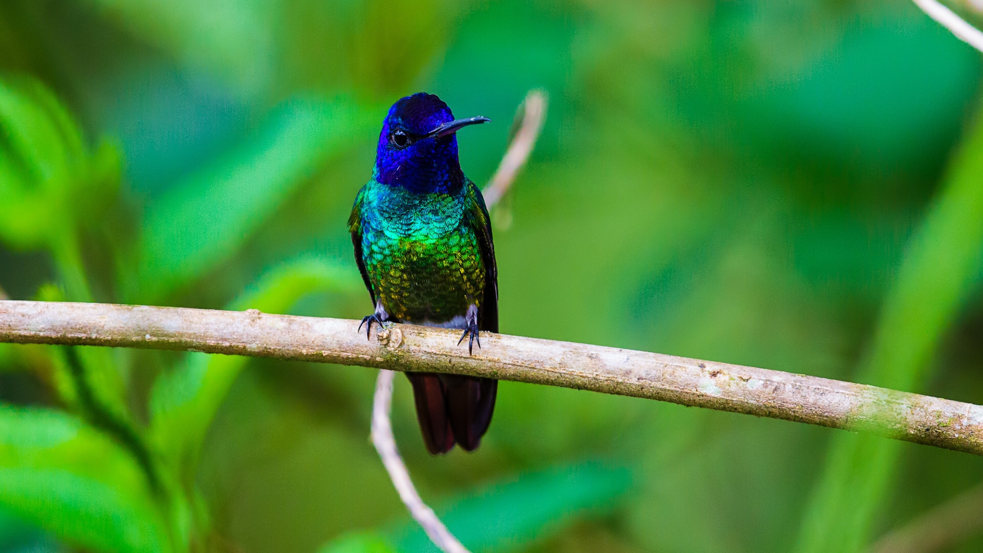 Violet-headed Hummingbird (Klais guimeti)