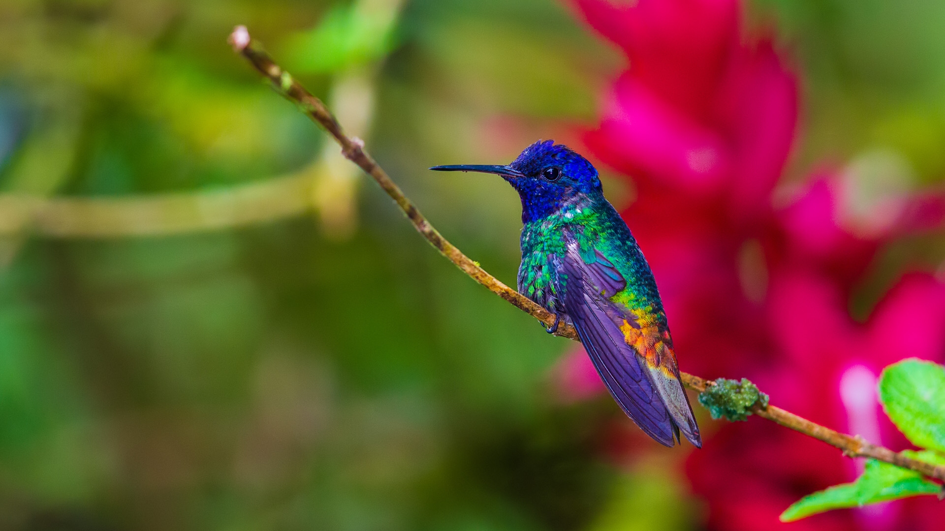 Violet-headed Hummingbird (Klais guimeti)