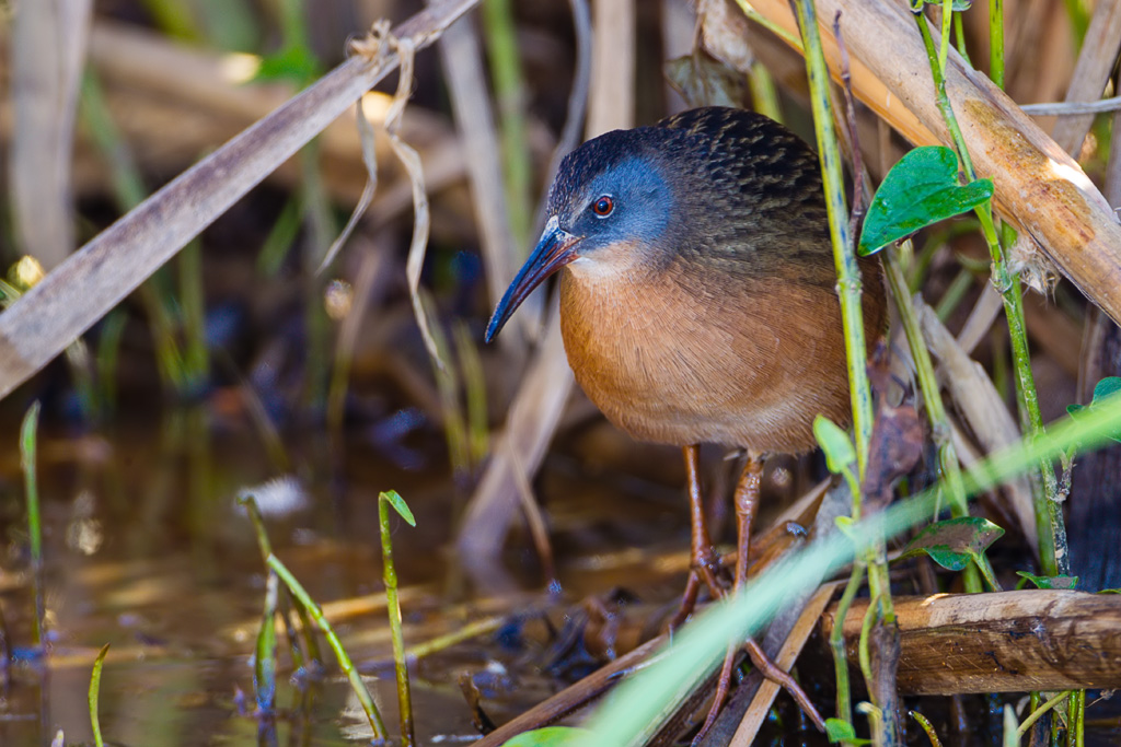 Virginia Rail (Rallus limicola)