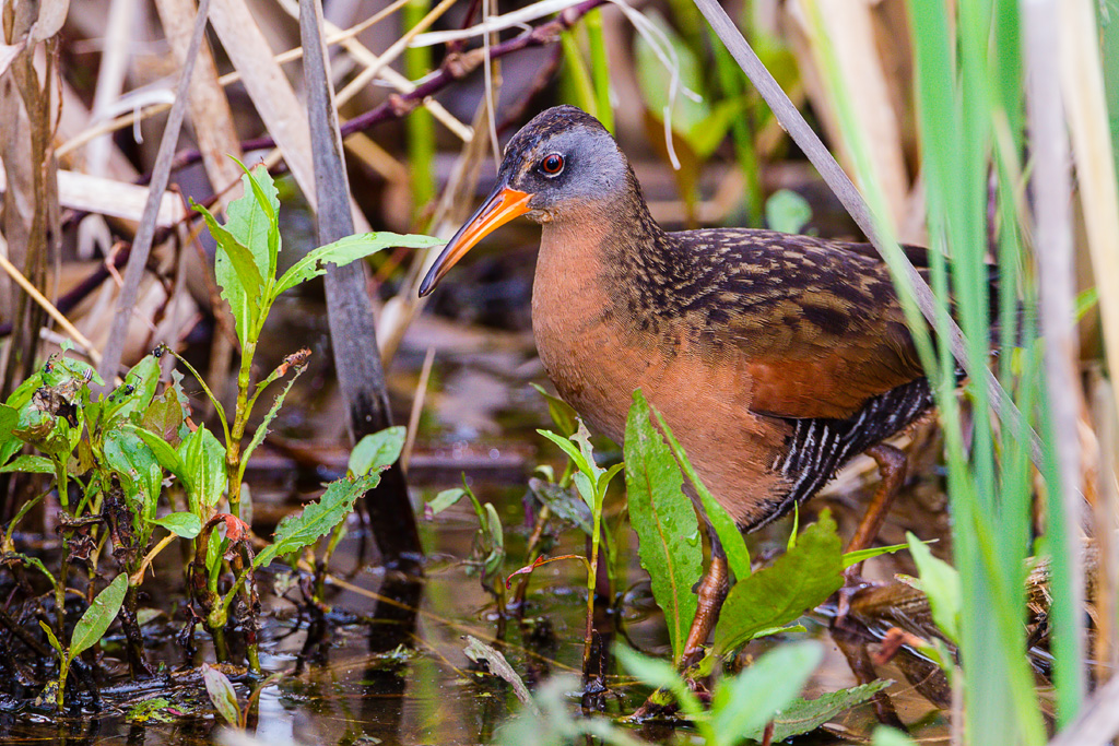 Virginia Rail (Rallus limicola)