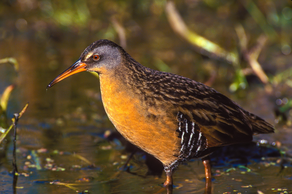 Virginia Rail (Rallus limicola)