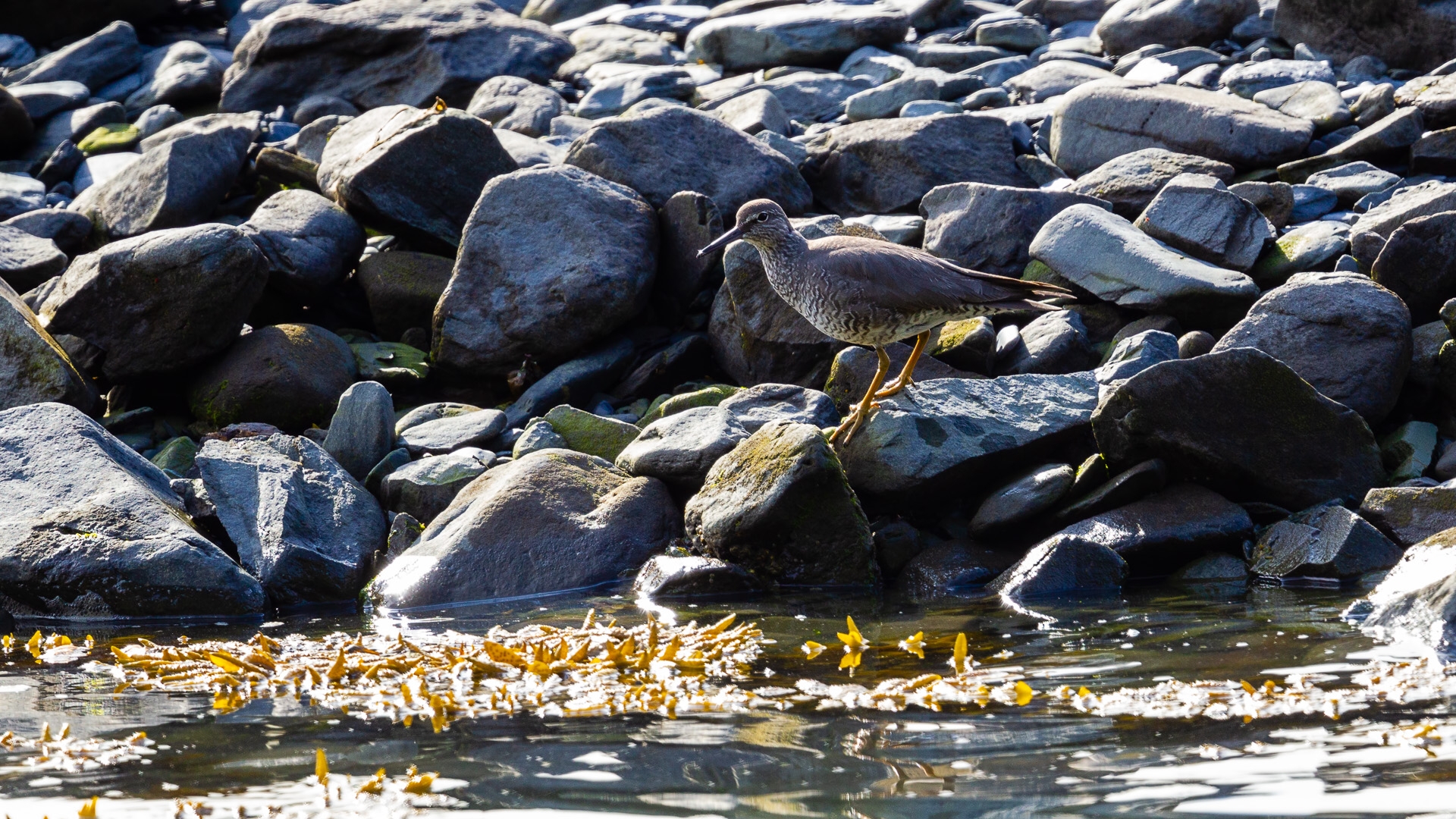 Wandering Tattler (Tringa incana)