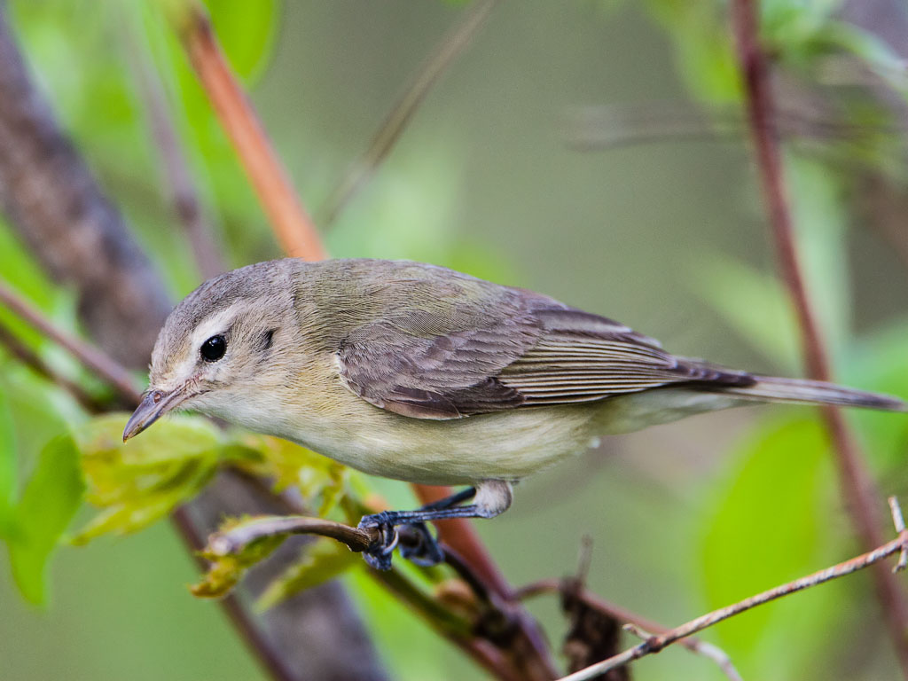 Warbling Vireo (Vireo gilvus)