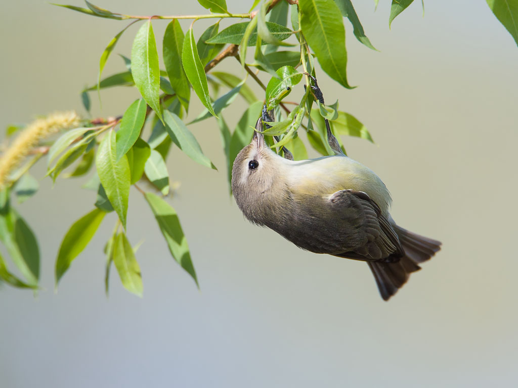 Warbling Vireo (Vireo gilvus)