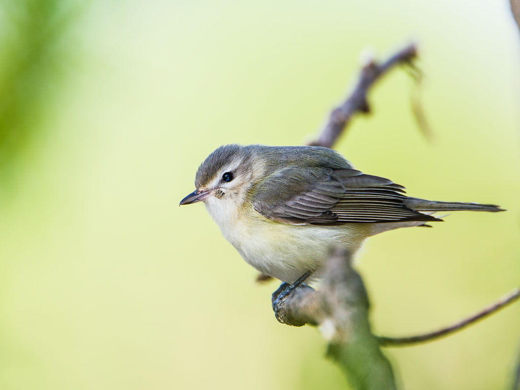 Warbling Vireo (Vireo gilvus)