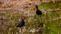 Wattled Jacana (Jacana jacana)