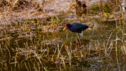 Wattled Jacana (Jacana jacana)