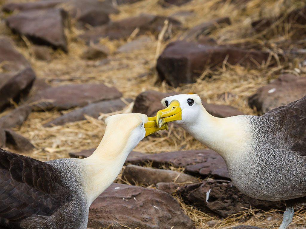 Waved Albatross (Phoebastria irrorata)