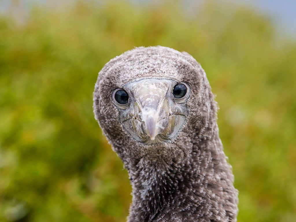 Blue-footed Booby (Sula nebouxii excisa)