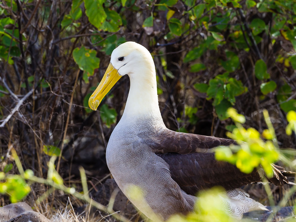 Waved Albatross (Phoebastria irrorata)