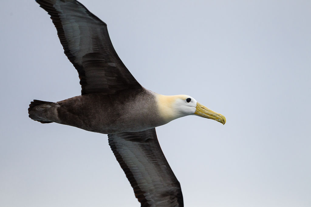 Waved Albatross (Phoebastria irrorata)