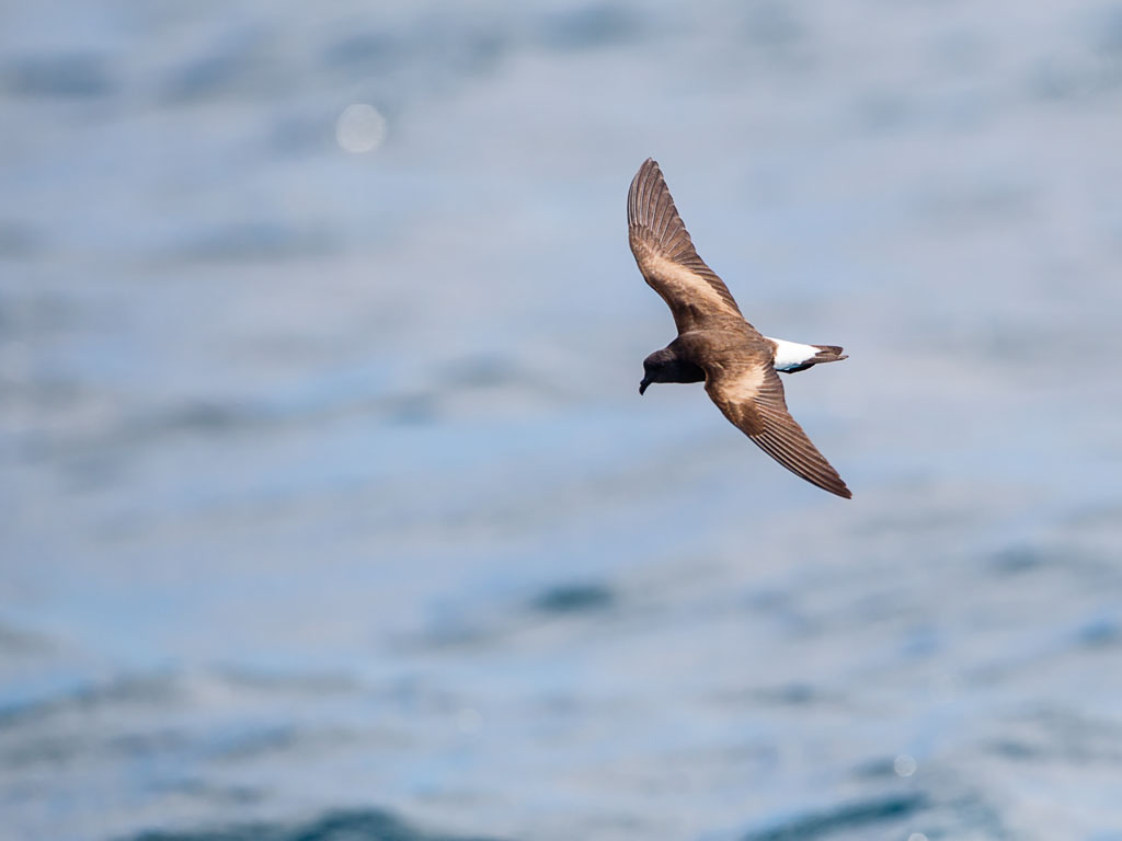 Wedge-rumped Storm-Petrel (Oceanodroma tethys)