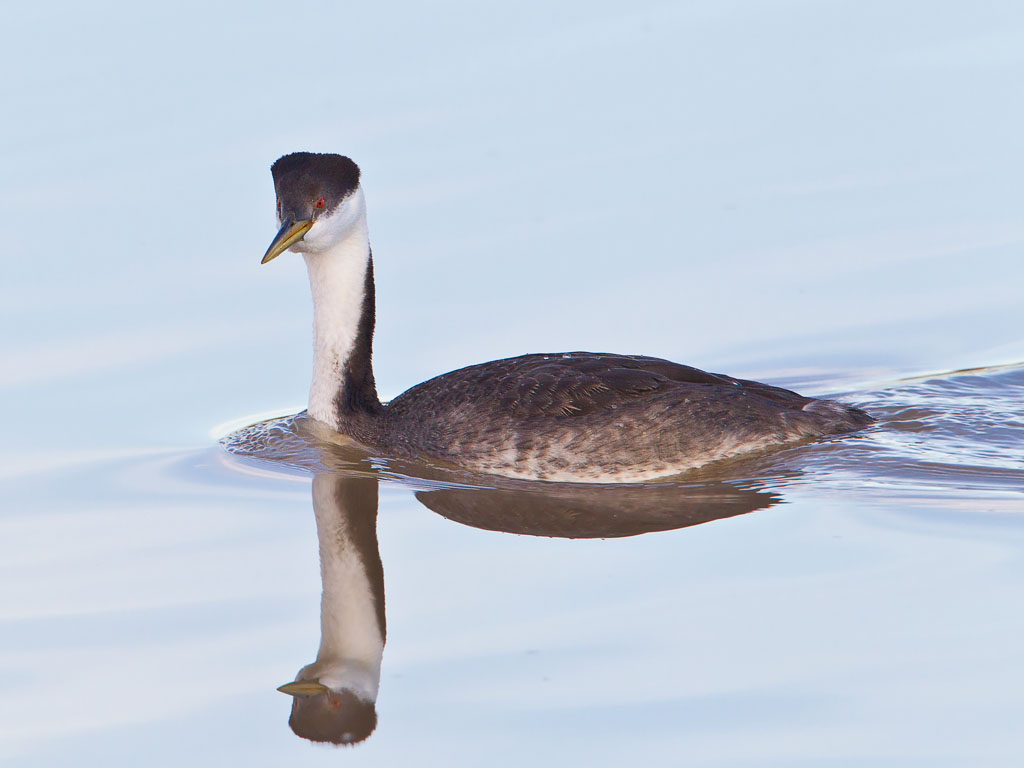 Western Grebe (Aechmophorus occidentalis)