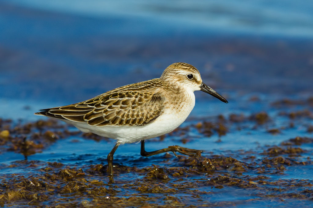 Western Sandpiper (Calidris mauri)