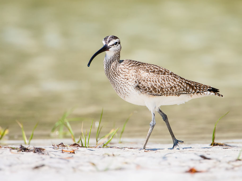 Whimbrel (Numenius phaeopus)