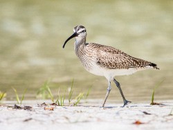 Whimbrel (Numenius phaeopus)