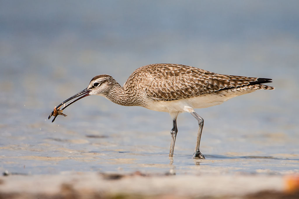 Whimbrel (Numenius phaeopus)