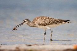 Whimbrel (Numenius phaeopus)