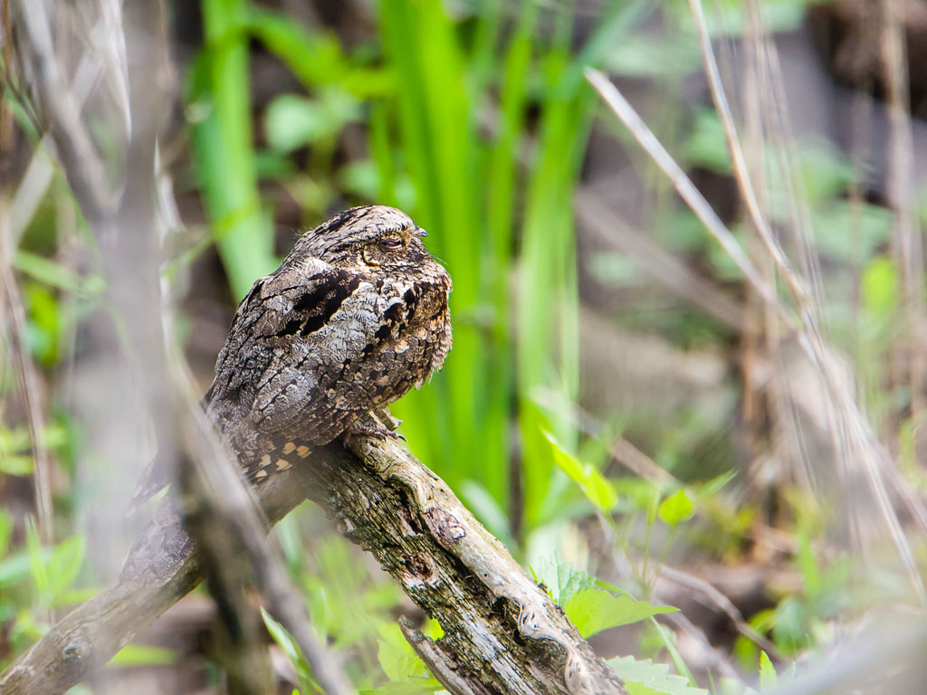 Whip-poor-will (Caprimulgus vociferus)