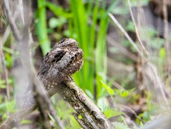 Whip-poor-will (Caprimulgus vociferus)