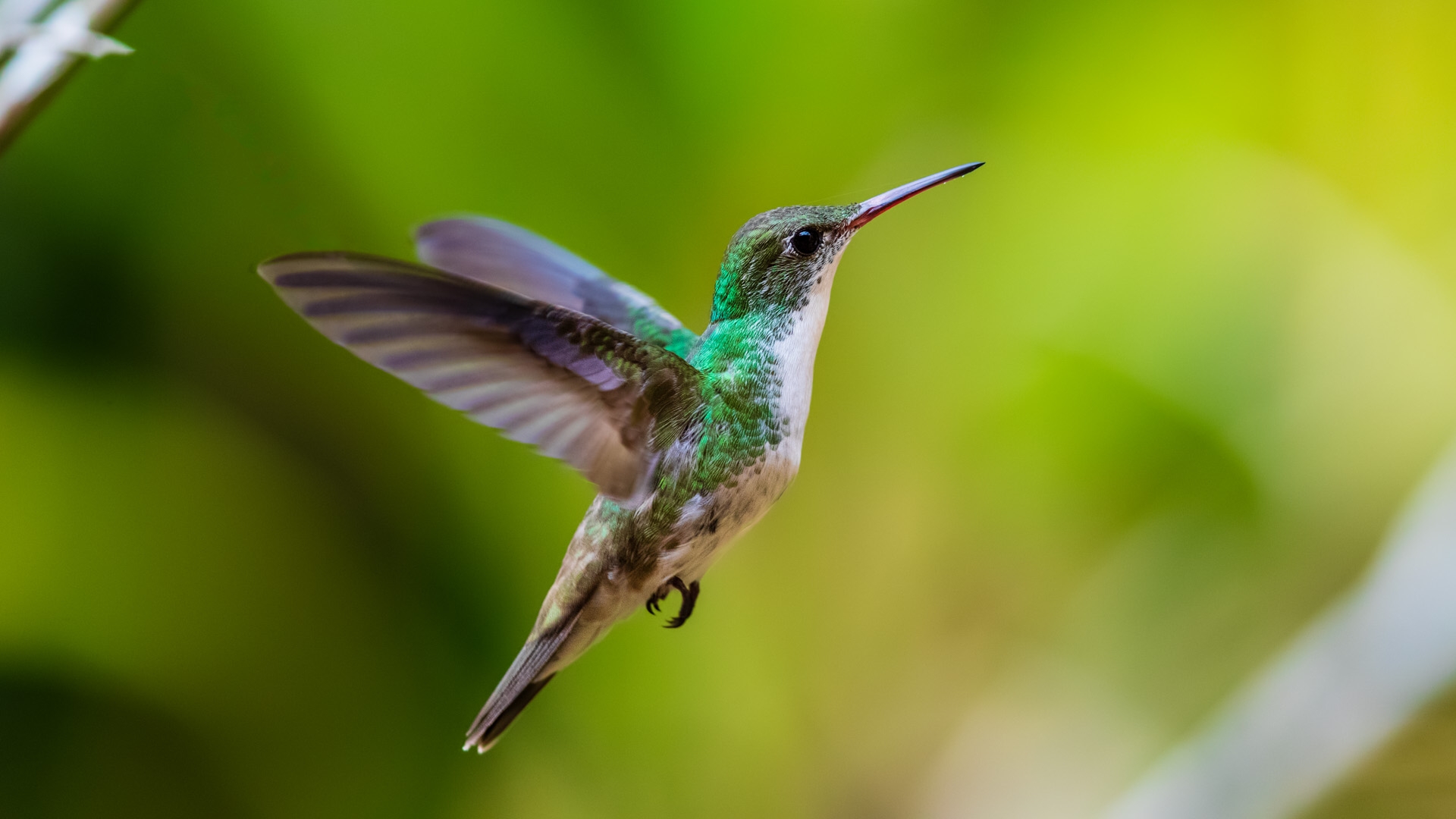 White-bellied Emerald (Amazilia candida)