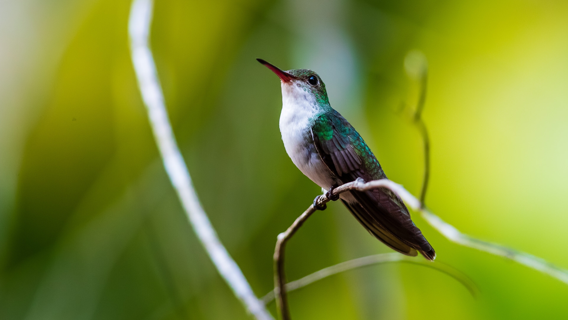 White-bellied Emerald (Amazilia candida)