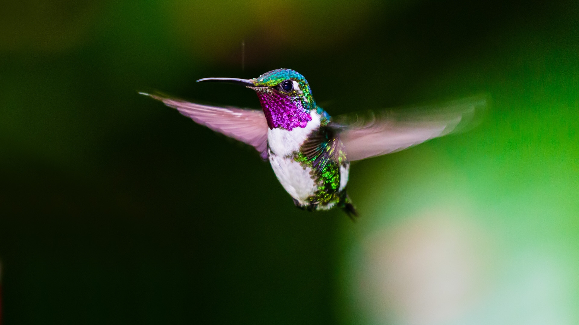 White-bellied Woodstar (Chaetocercus mulsant)