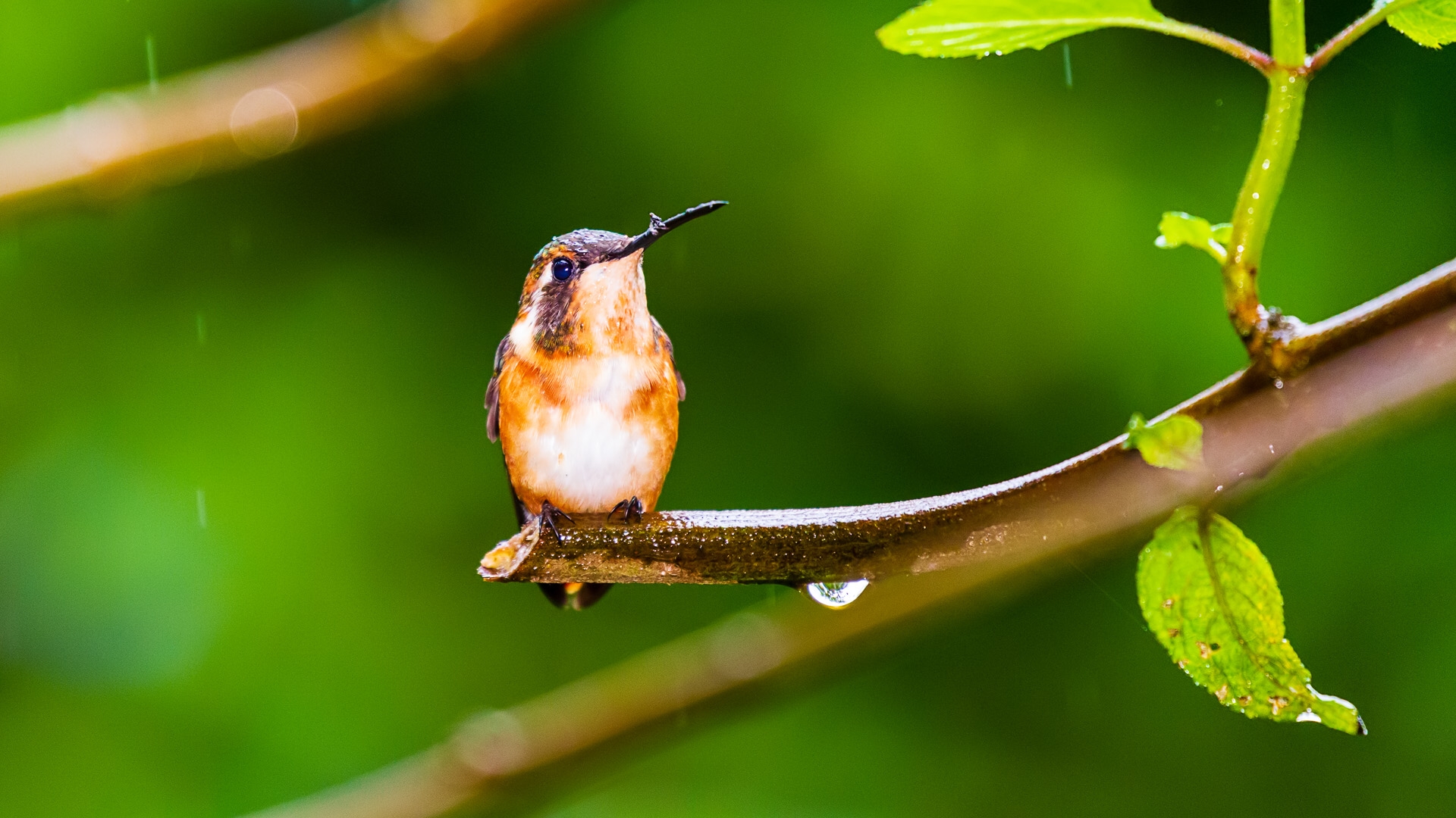 White-bellied Woodstar (Chaetocercus mulsant)