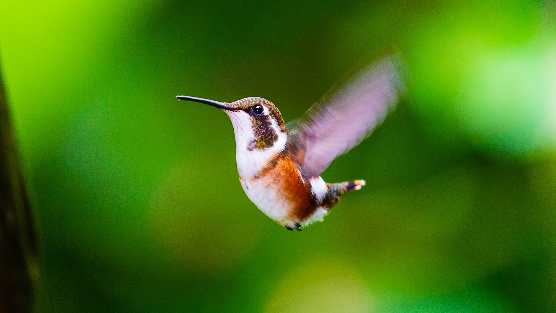 White-bellied Woodstar (Chaetocercus mulsant)