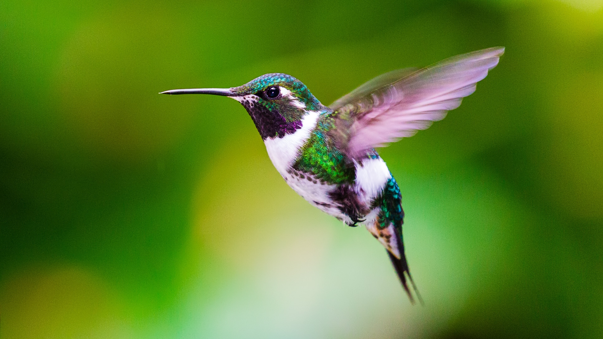 White-bellied Woodstar (Chaetocercus mulsant)