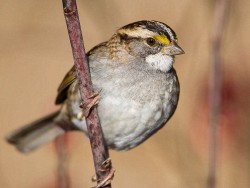 White-throated Sparrow (Zonotrichia albicollis)