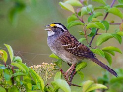 White-throated Sparrow (Zonotrichia albicollis)